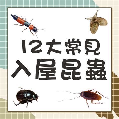 金龜子入屋|春夏認蟲攻略｜12大常見入屋昆蟲 2種汁液有毒 1種入 